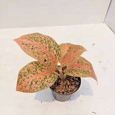 Aglaonema Stardust Orange Free Phyto