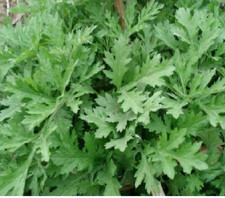 Slimming  Detox Foot Soak Herbal for Arthritis  Varicose Relief Buy 3 Free 1