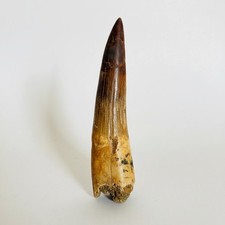 Huge Spinosaurus Tooth Fossil Dinosaur Tooth Morocco Cretaceous Era