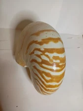 Striped Nautilus pompilius. Seashell Natural 6.5" Nautical Beach Shell DAMAGED