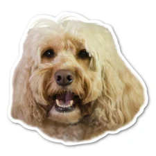 Cockapoo Magnet