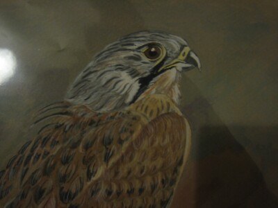 Original Aquarell / Bleistift Gemälde TERRY CORNELL 1978 Turmfalke / Greifvogel