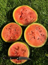 Wassermelone "Blacktail Mountain" Demeter BIO-Saatgut, 12 Korn