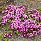 Icelandic wild harvested Arctic Thyme (Thymus arcticus) Whole dried natural herb