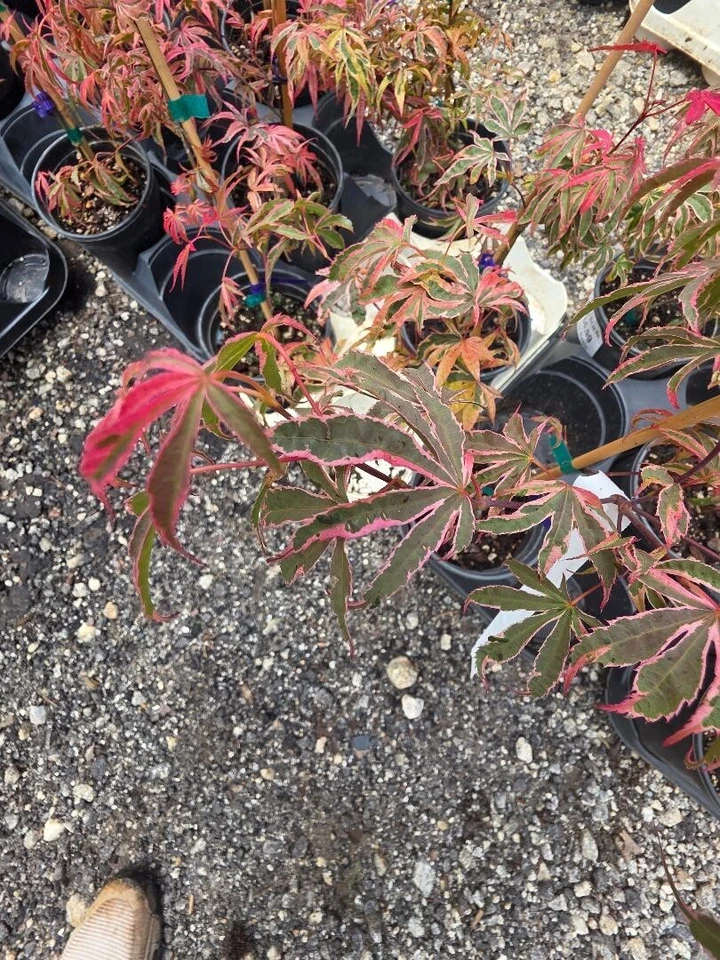 Geisha Gone Wild Japanese Maple Tree - Live Plant - ( 2.5 QT ) - Image 4 of 4