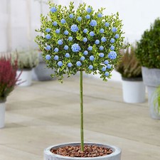 Ceanothus Victoria Tree | Potted California Wild Lilac Trees for