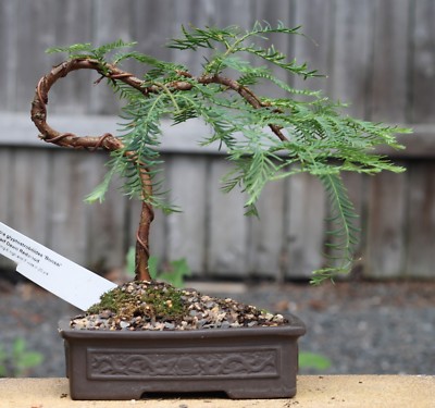 SAMEN der kleiner Bonsai Baum URWELT MAMMUT BAUM winterhart pflegeleicht  Balkon | eBay.de