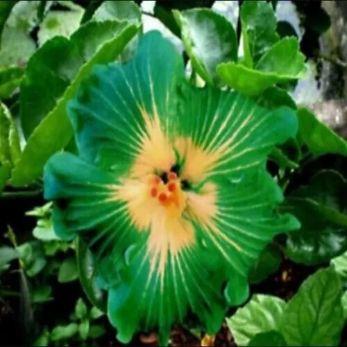 Green Hibiscus Flowers Seeds Perennial Plants Home Garden Exotic