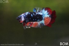 LIVE BETTA HMPK MALE BLACK VARIANT BOM-A534