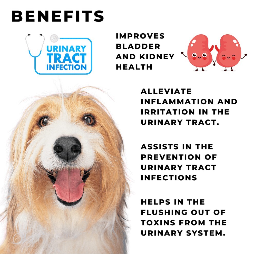 UTI Treatment For Dogs Liver Bladder Function Incontinence