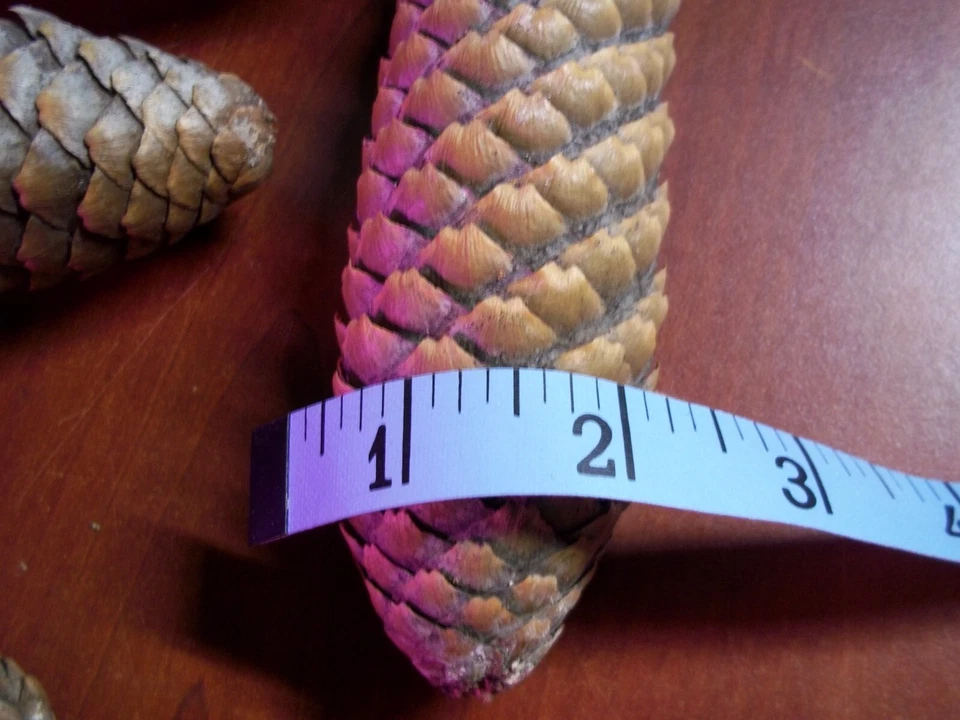 60+ Cuchillos Real FReSH Natural Noruega Abeto Pino Conos 3"-8" ENVÍO GRATUITO Foto 3 de 4