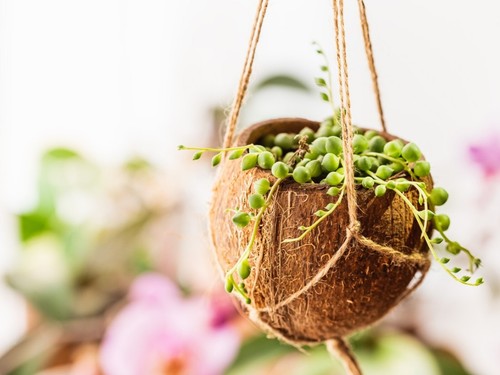 Natural Creative Rice Fruit Coconut Shell & Coconut Shell Decoration - Picture 2 of 3
