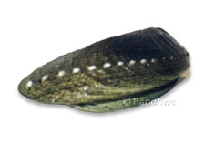 AAA 95809 Abalone Sea Shell Model Toy Sealife Animal Replica - NIP