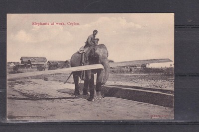 CEYLON, SRI LANKA, ELEPHANTS AT WORK, 1912 ppc., COLOMBO to France.