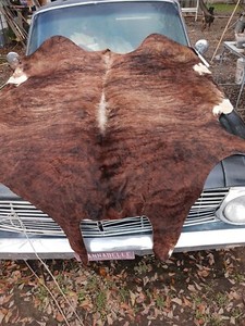 * AWESOME  LARGE COWHIDE RUG TAXIDERMY MAN CAVE DECO SHINY BEAUTIFUL VERY NICE!*