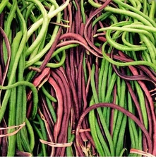 20+ Green or Purple Red Yard Long Bean Seeds Asian Chinese Long Bean String USA