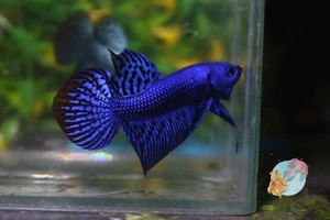 Alien Betta Royal Blue Hybrid Wild Betta Rare Betta High Quality Ebay