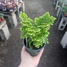 Selaginella | Frosty Fern  | 4in pot