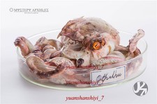 024 STUDIO Cthulhu Polpo Statuina Modello Limitato Statua Dipinta da Collezione Giocattolo