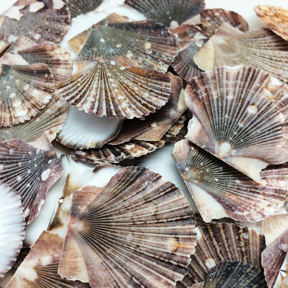 Baby Flat Scallop Sea Shells, 4 OZ Apprx. 60+ PC Shells, 1 Inch ~ 1-1/2 ...