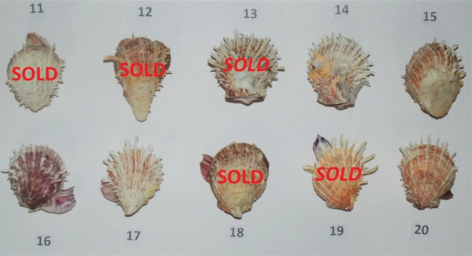 ONE (1) LARGE SPONDYLUS DUCALIS SPINY OYSTER PAIR W/ ATTACHMENT, CRAFT BEACH - Image 4 of 4