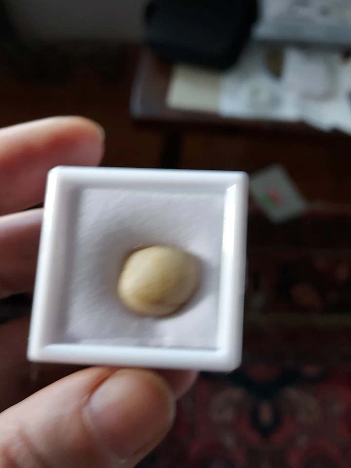 Ancient Natural Clam Pearl - Image 3 of 3