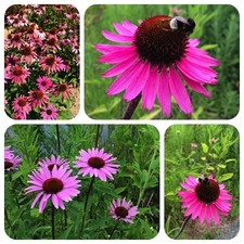Roter Sonnenhut Echinacea purpurea Purpursonnenhut alte indianische Heilpflanze 