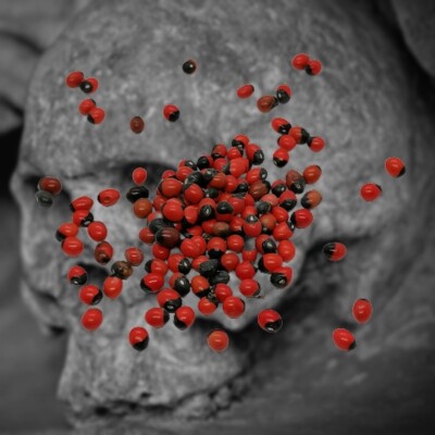 **TEUFELSAUGE - MINI-ZAUBERSAMEN - EXKLUSIV**  VR MAGIC RITUALWELT