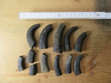 12  Gams Abschnitte Gamsbock Gämse Gamskrickerl Gamsschläuche