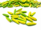Dollhouse Miniatures Food Lot 20 Corns Vegetable Supply Charms 3915