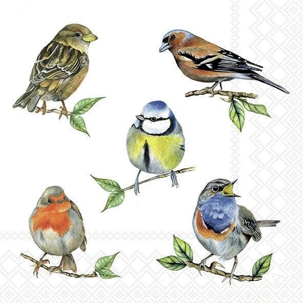 4 x Lunch Paper Napkins/3Ply/33cm/Decoupage/Assorted British Birds/Bird Species