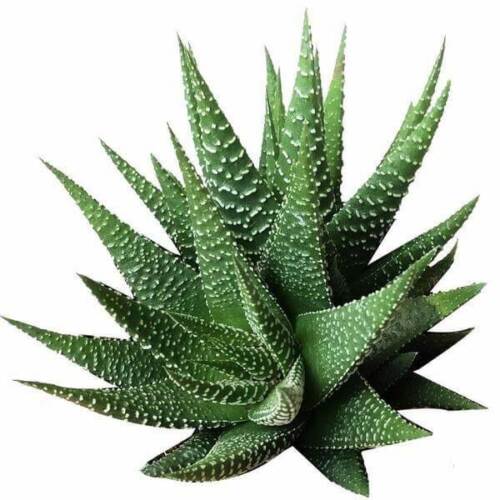 Haworthia Zebra Spiky Succulent Plant with Care Guide | Succulent Home - Picture 1 of 21
