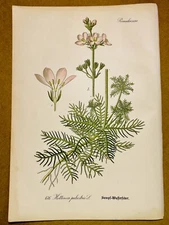 1886 ANTIQUE PICTURES LITHOGRAPH ART PRINT BOTANY FLOWER FLORA NATURE DECO PO...