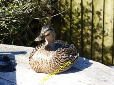 Foto 6x4 Stockente in Tissington Sie war so still ich dachte es wäre eine c2015