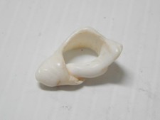 ALASKAN ESKIMO INUIT SHELL PENDANT  - PRE 1600 MUSEUM COLLECTION
