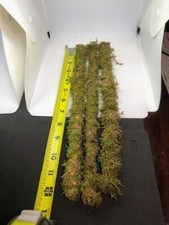 12 in Organic Sheet Mossed 1/4 in Poles For Your Terrariums Or Plants Set Of 3