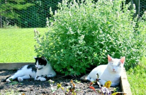 Catnip Seeds 1000+ Herb Perrenial Garden NON-GMO USA FREE SHIPPING - Afbeelding 1 van 4