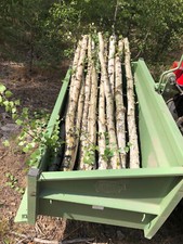 Baumstamm Birke Dekorations oder Bastelholz