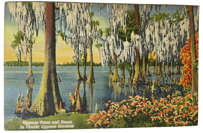 Florida FL Giant Cypress Trees And Knees Cypress Gardens Vintage Linen Postcard