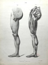 Anatomy Forms of Man by Dr Fau Atlas Original Litho Plate 21 Inner Leg 1848