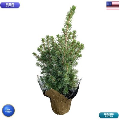 Live Alberta Spruce Tree Tabletop Decoration - 10'' Tall by 4'' Wide Deco Cover
