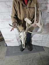 Wild 7 Point Whitetail Deer Antler Rack Horn Skull European Mount Man Cave 114"