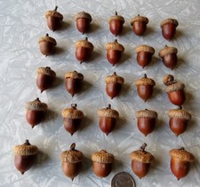 Lot of 25 Large Red Oak Acorns with Caps for Crafts Washed, Oven Dried, Polished