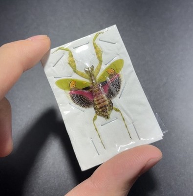 Jeweled Flower Praying Mantis, Creobroter gemmatus, Female