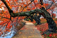 Landscape trees fall leaves red path park water bench Custom Gaming Mat Desk