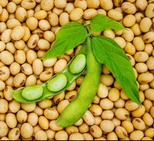 Bulk Soy Bean Seeds | USA Vegetable Soybeans Planting or Eating Cover Crop 2025