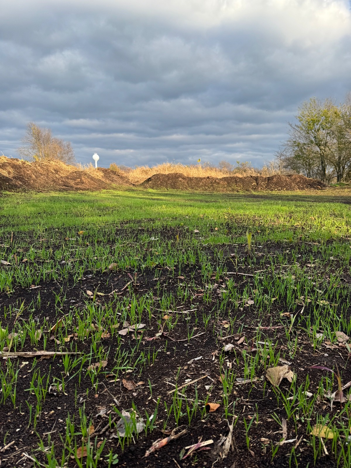 Spot On Winter Forage Oats Seed 10 lb Bag – Deer & Turkey Food Plot, Cold Hardy