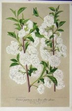 Original Old Antique Print Prunus Japonica Flower C1853 Horto Houtteano 19th