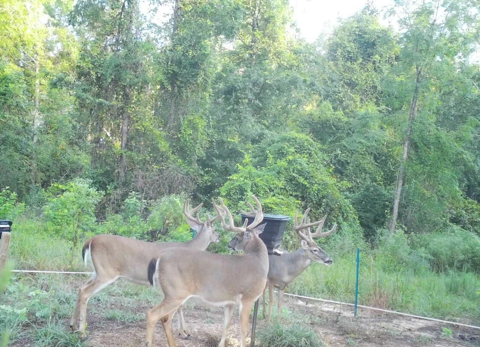 Deer feeder - Image 2 of 4