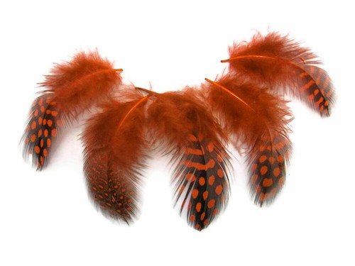 1 Pack - Orange Guinea Hen Polka Dot Plumage Feathers Halloween Wedding Craft - 第 5/10 張圖片